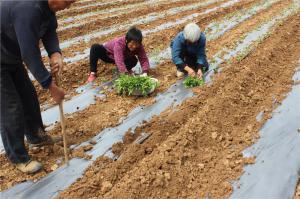 Planting cases