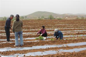 Planting cases