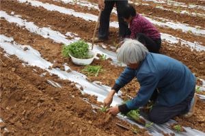 Planting cases